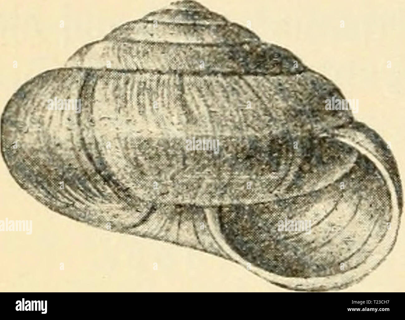 Archive image from page 117 of Die Weichtiere Deutschlands  eine Die Weichtiere Deutschlands : eine biologische Darstellung der einheimischen Schnecken und Muscheln  dieweichtieredeu00geye Year: 1909  100 '5)ie poiitifrf)c Gkuppc eBtrge' imb be§ rgebirgeS 3]on ber fleineren §älfte gelangt Clausilia vetusta an hzn Sßeftranb be§ ranfenjura bei 33amberg, innerf)alb befjen aud Clausilia varians bie lejte üorgefdobene Snfel bilbet. Helix umbrosa aber überfdireitet bie batirifde unb fäcfijde renje auf ber ganzen Sänge unb reid)t bi§ Seipig, Erfurt, 33am= berg, eIeim a. . unb 53iberae in ber jd)tDäbi Stock Photo