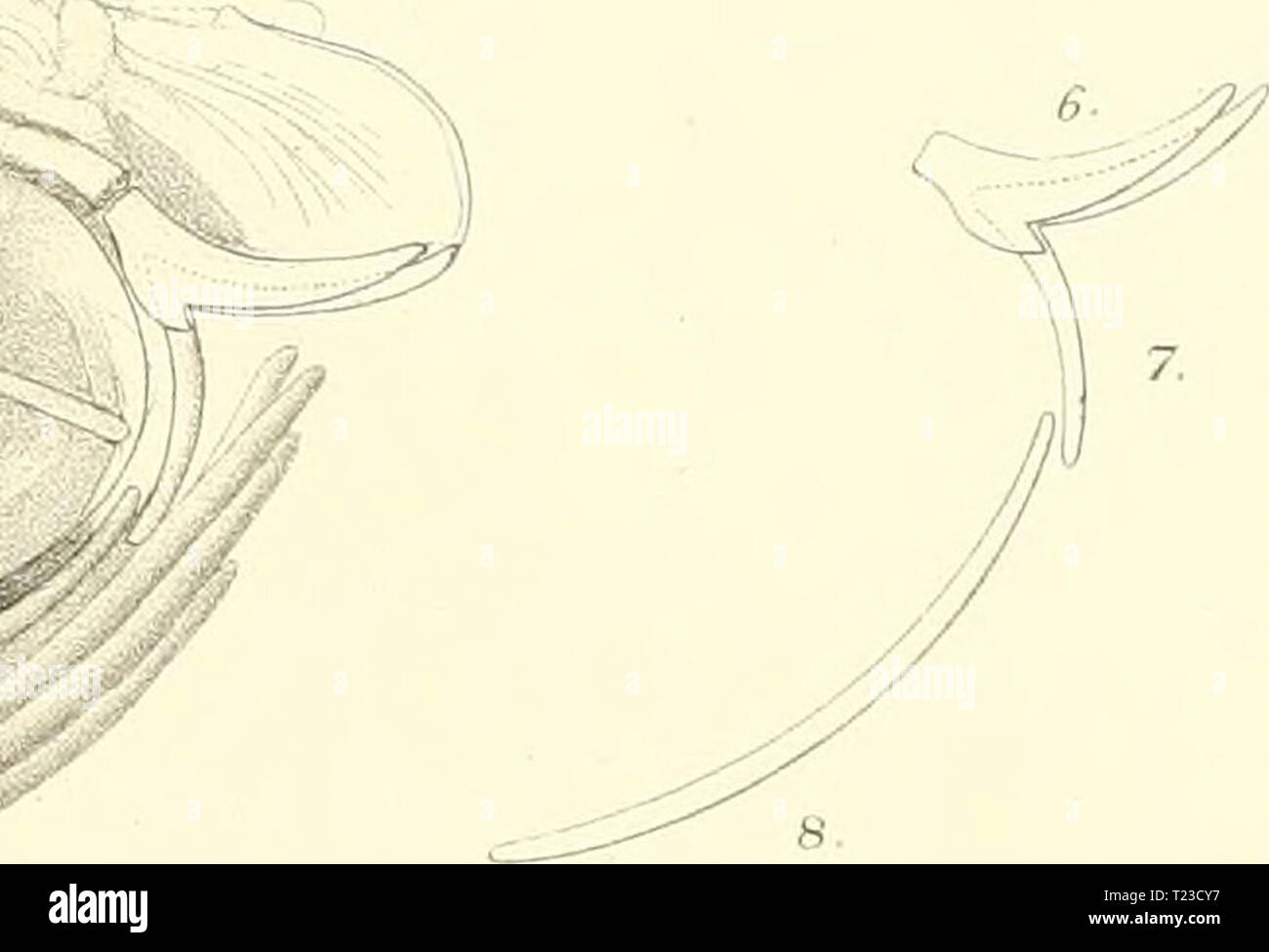 Archive image from page 122 of The Discoboli Cyclopteridæ, Liparopsidæ, and The Discoboli. Cyclopteridæ, Liparopsidæ, and Liparididæ  discobolicyclopt00garm Year: 1892  Discoboli PlK. f-A r-'V    Y/ .4s: / ILlPARlS MUCOSUS  vn,i,ur .1...V... o'JMPUS 3-COTTUS OCTODECIMSPINOSUS Stock Photo
