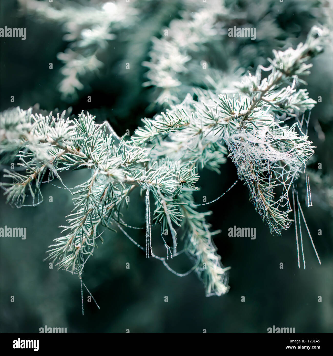Frostcovered Conifer in winter, closeup Stock Photo Alamy