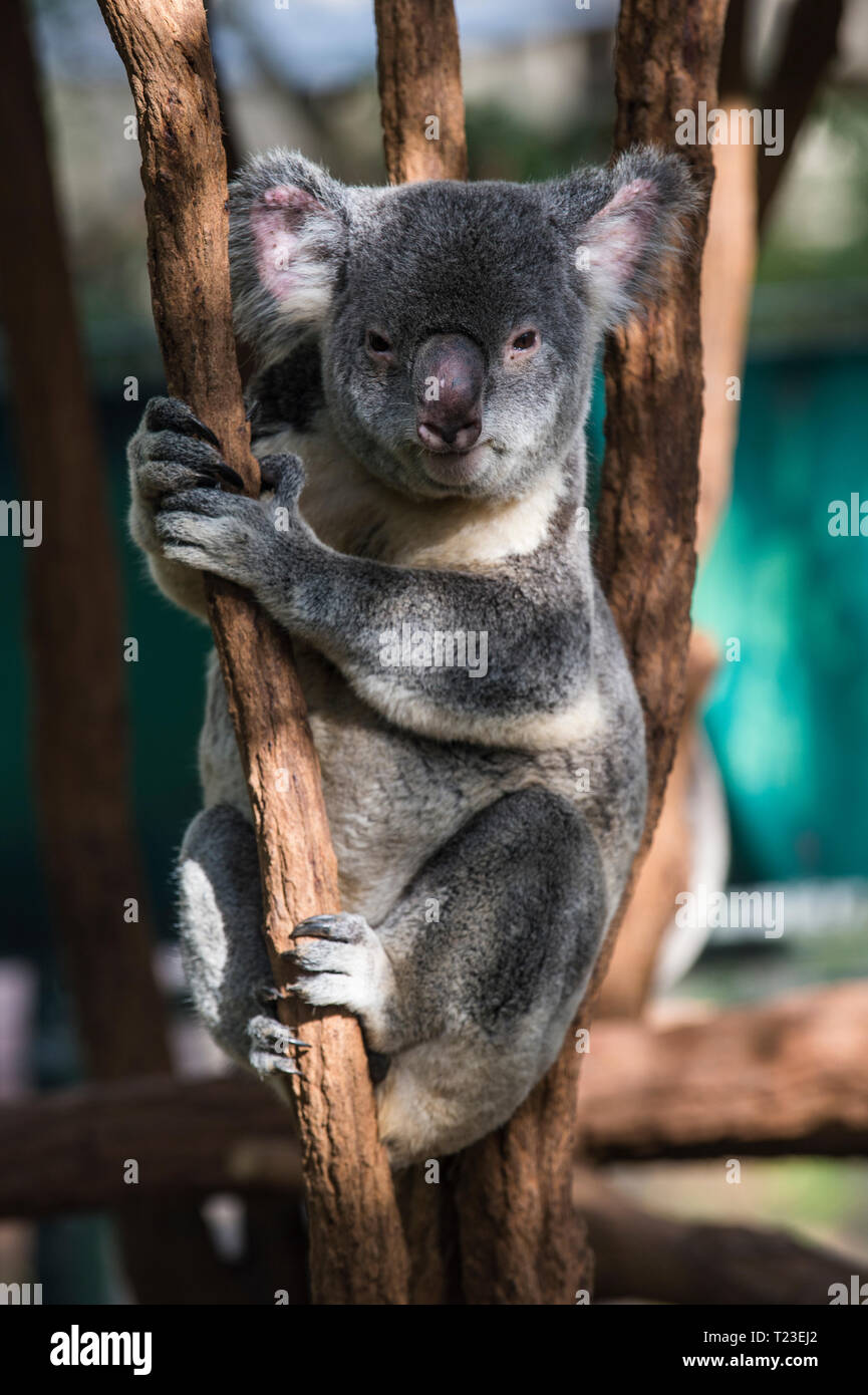 Australia, Brisbane, Lone Pine Koala Sanctuary, portrait of koala clutching tree trunk Stock Photo