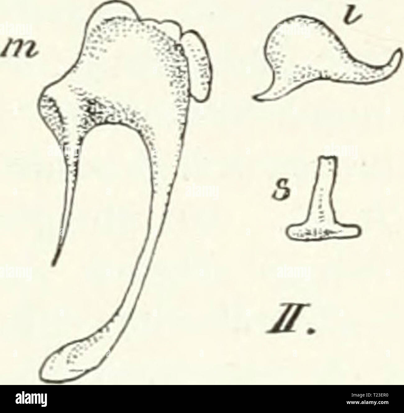 Archive image from page 161 of Die Säugetiere Einführung in die Die Säugetiere. Einführung in die Anatomie und Systematik der recenten und fossilen Mammalia  diesugetiereei00webeuoft Year: 1904  144 - Sinnesorgane. Diese knöcherne Trommelhöhle kommuniziert mit dem knöchernen Labyrinth dnrch das ovale Fenster. Fenestra ovalis. die durch eine elastische Älembran geschlossen wird, mit welcher die Fußplatte des Steig- bügels verbunden ist. Dies ist der innerste Knochen der Kette der Gehörknöchelchen, Ossicula auditus. Sie beginnt mit dem Hammer. Malleus, dessen Stiel. Manubrium. in dem Trommelfell Stock Photo