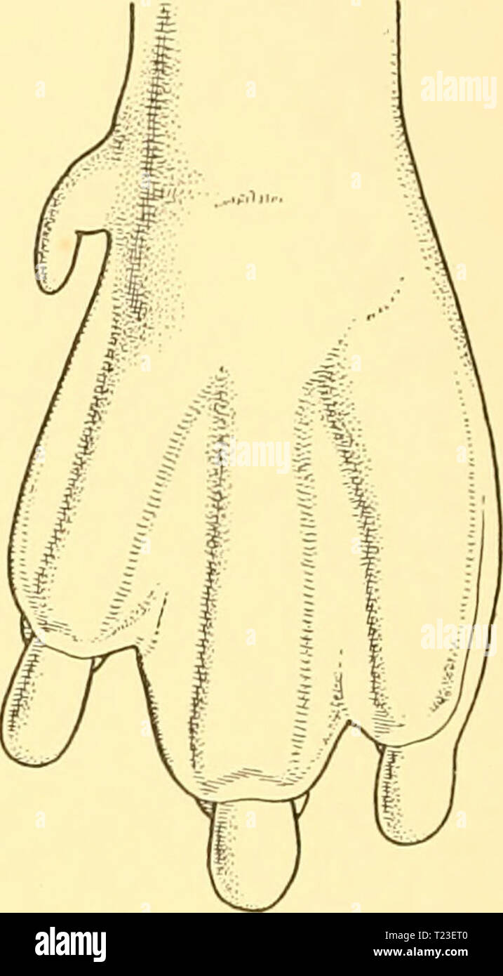 Archive image from page 161 of Discovery reports (1932) Discovery reports  discoveryreports06inst Year: 1932  148 DISCOVERY REPORTS series of embryo Eudyptes by Max Lewin (1903) and they apply equally well to the Ring penguin. The cartilaginous skeleton at this stage is rapidly under- going replacement by bone. Ossification of the chief ele- ments of the axial skeleton is proceeding and to some extent also replacement of the basic cartilages of the skull. The brain, with the completion of the cerebellum, takes on the aspect and proportions of that of a typical bird. The eye, as shown in Plate  Stock Photo