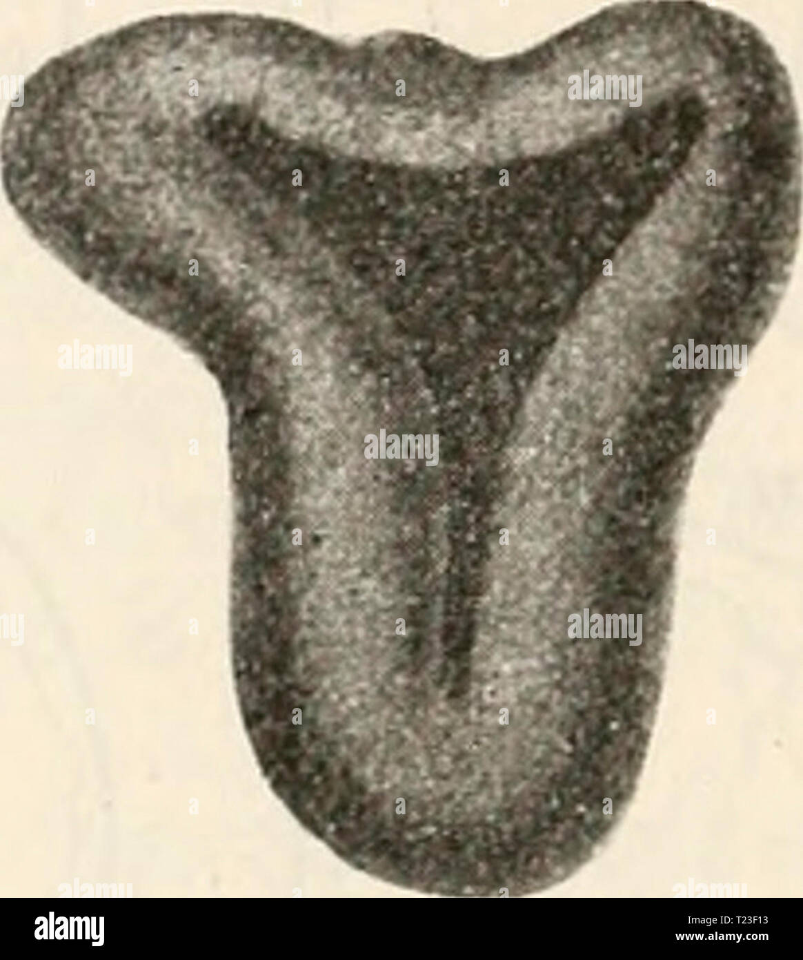 Archive image from page 163 of Die Zelle und die Gewebe Die Zelle und die Gewebe. Grundzüge der Allgemeinen Anatomie und Physiologie diezelleunddiege01hert Year: 1893-1898 Stock Photo
