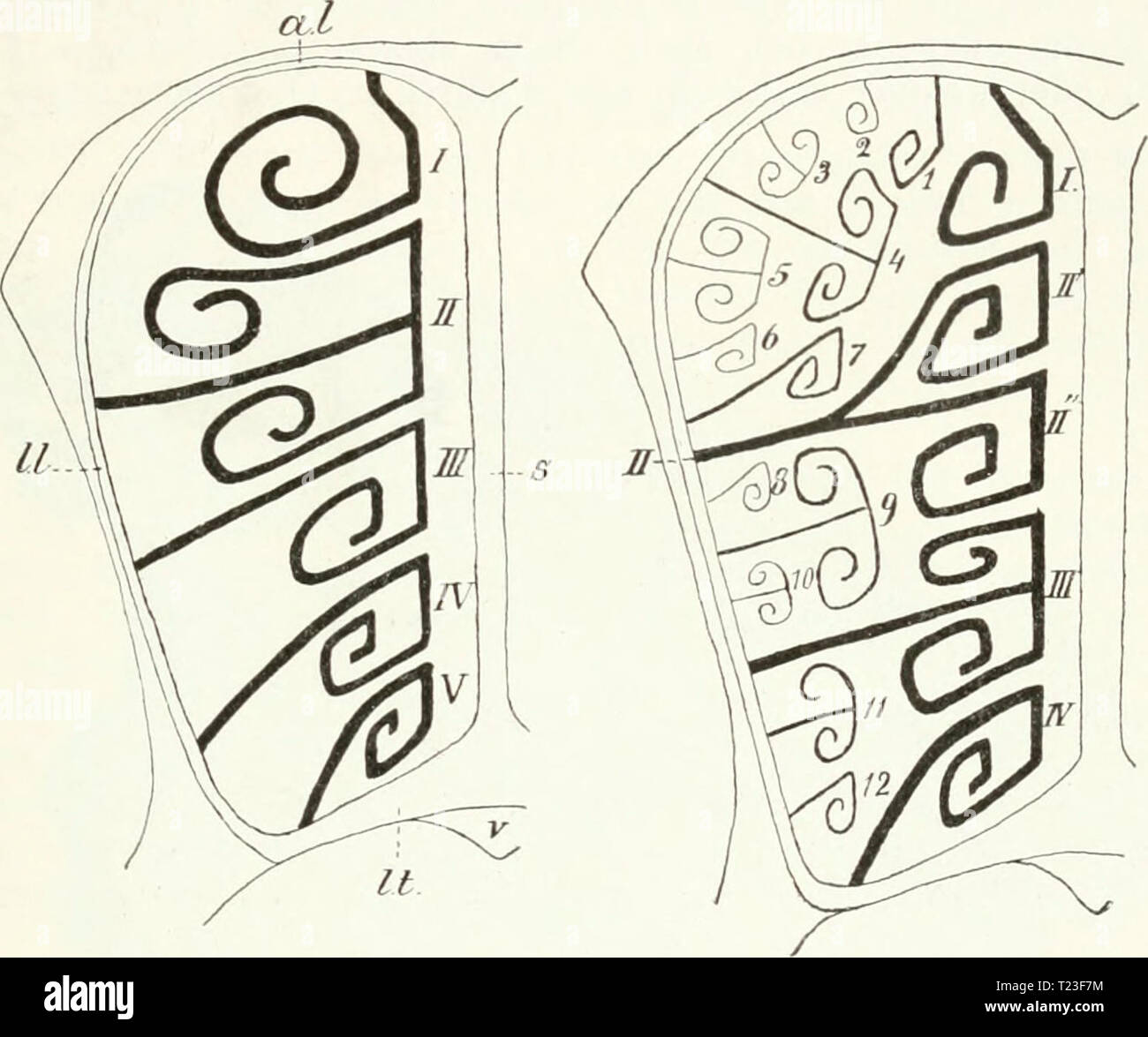 Archive image from page 166 of Die Säugetiere Einführung in die Die