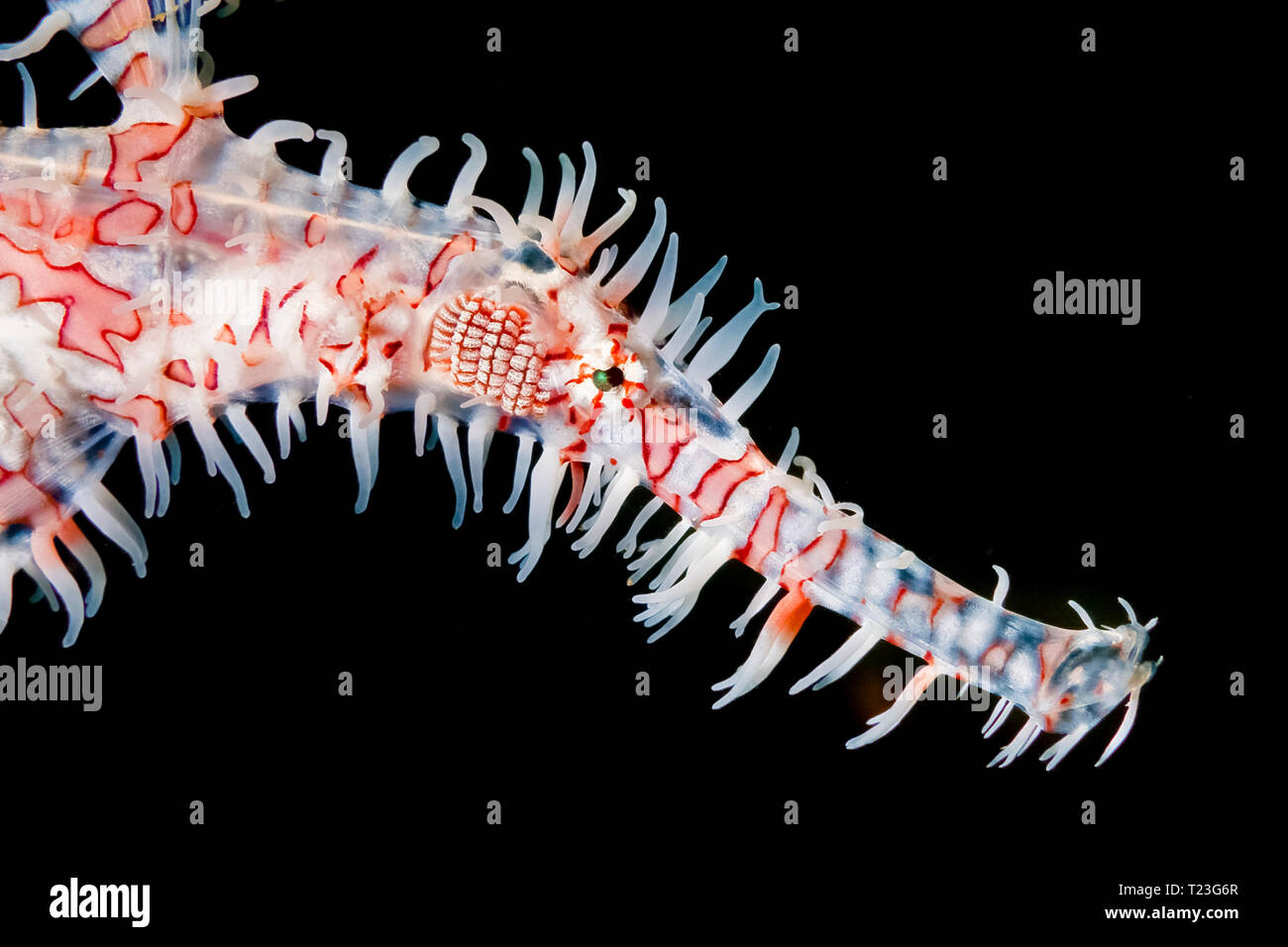 Portrait of Ornate ghost pipefish or harlequin ghost pipefish, Solenostomus paradoxus, Anilao, Batangas, Philippines, South China Sea, Pacific Ocean Stock Photo