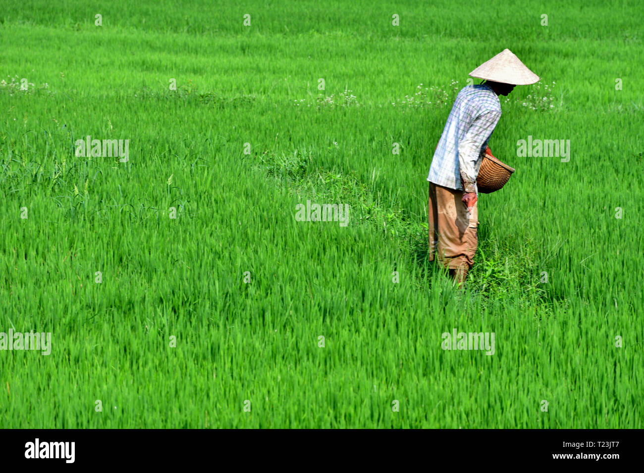 Farmer Rice Agriculture Harvest PNG Clipart Artwork Child Collection  Computer Icons Crop Free PNG Download