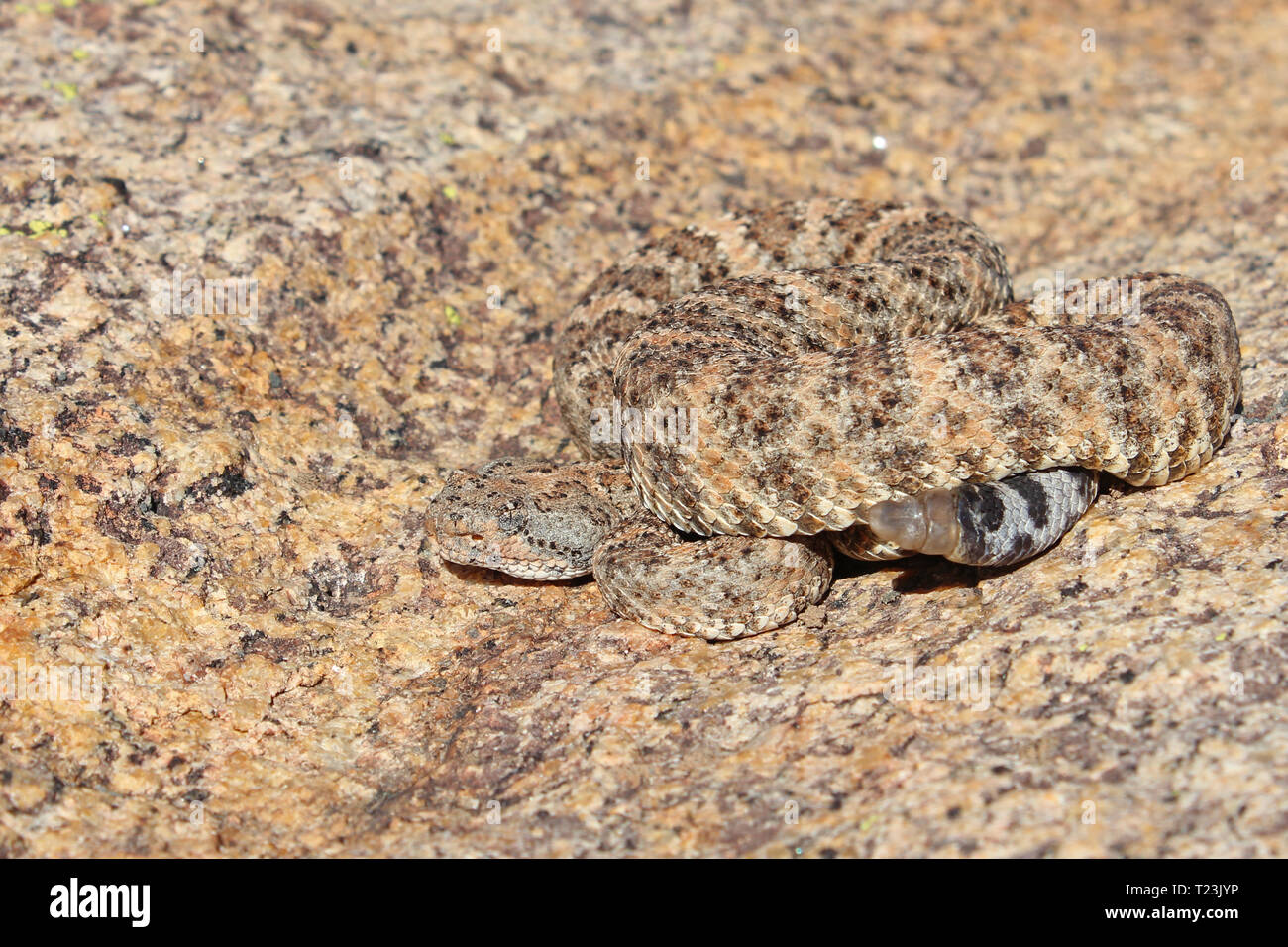 Speckled Rattlesnake (Crotalus mitchellii) Stock Photo