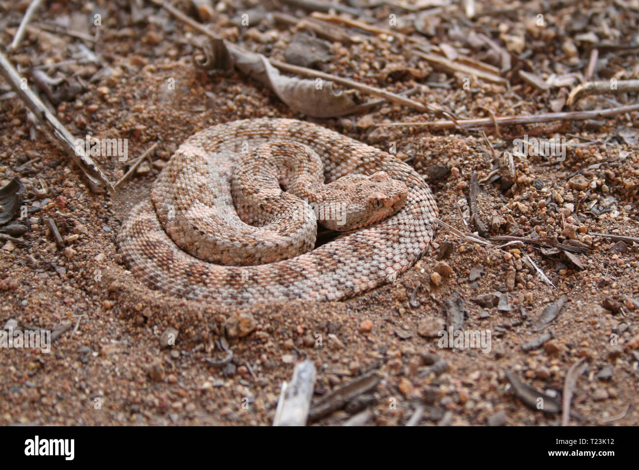 Speckled Rattlesnake (Crotalus mitchellii) Stock Photo