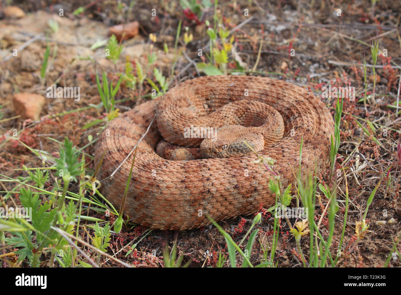 Speckled Rattlesnake (Crotalus mitchellii) Stock Photo