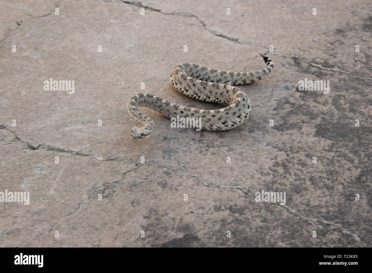 Sidewinder Rattlesnake (Crotalus cerastes) Stock Photo