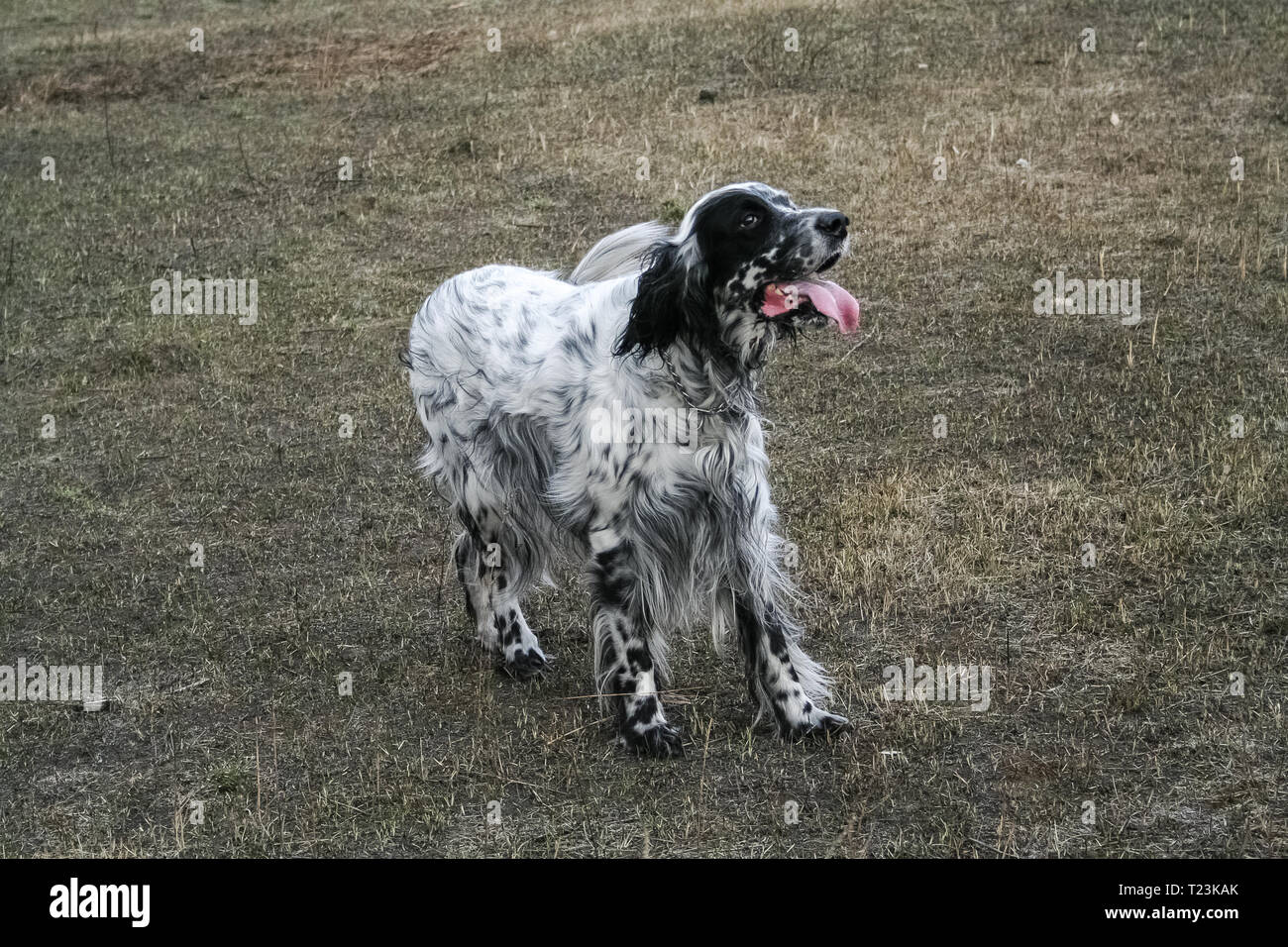 English Setter. Siberia. Russia Stock Photo - Alamy