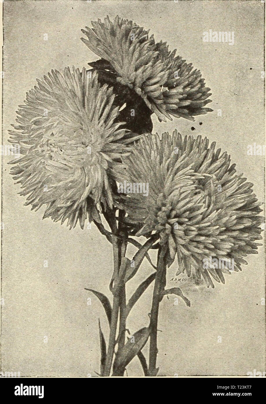 Archive image from page 105 of Dingee guide to rose culture Dingee guide to rose culture  dingeeguidetoros19ding 7 Year: 1916  FOUNDEl 1850 DiNGEE Guide To Rose Culture FOUNDED 850    i; Queen of the Market Asters. Ageratum (Floss Flower) One of the best bedding plants, being literally a sheet of bloom from early summer till frost. Unlike many bedding plants, their flowers are not liable to be spoiled by rain, nor do the colors fade out. The various blue varieties are without doubt the most satisfactory bedding plants of this color for our trying climate. Mexicanum—Lavender-blue ; height one a Stock Photo