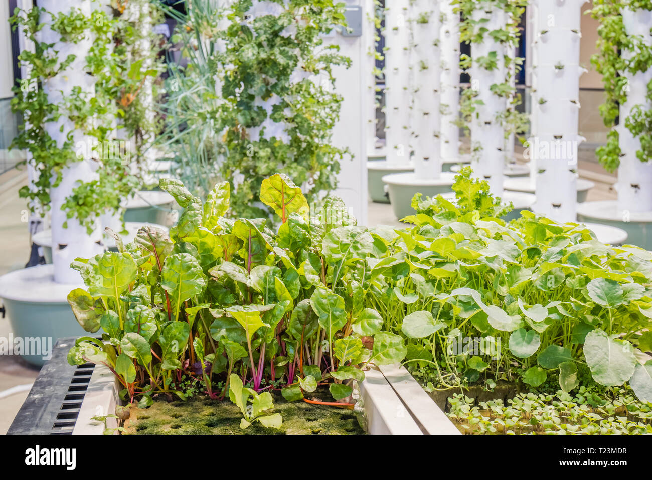 rotunda tower garden inside chicago ohare airport is a aeroponic urban