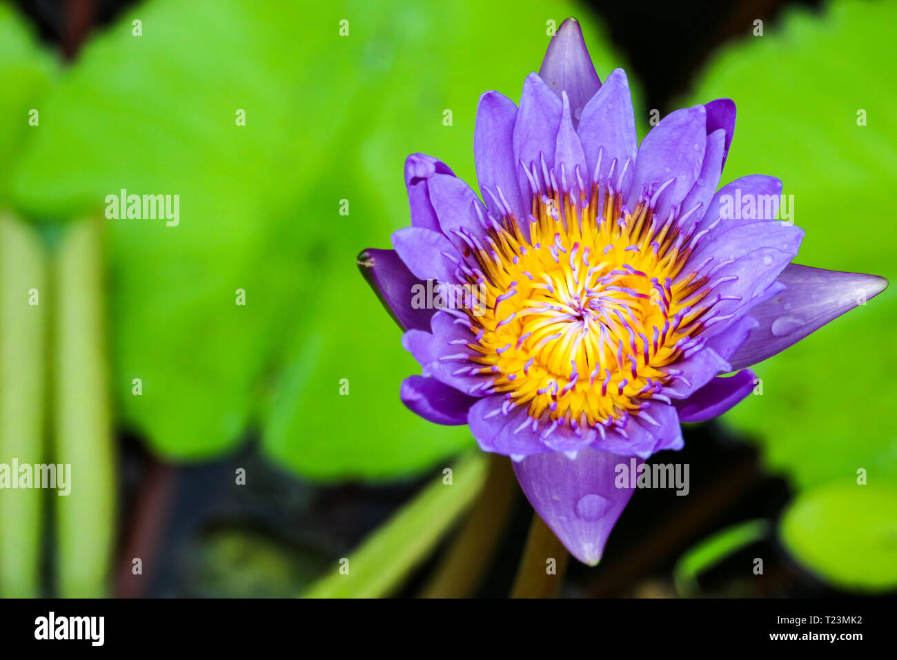 Lotus flower bouquet blooming on the surface in the swamp full of