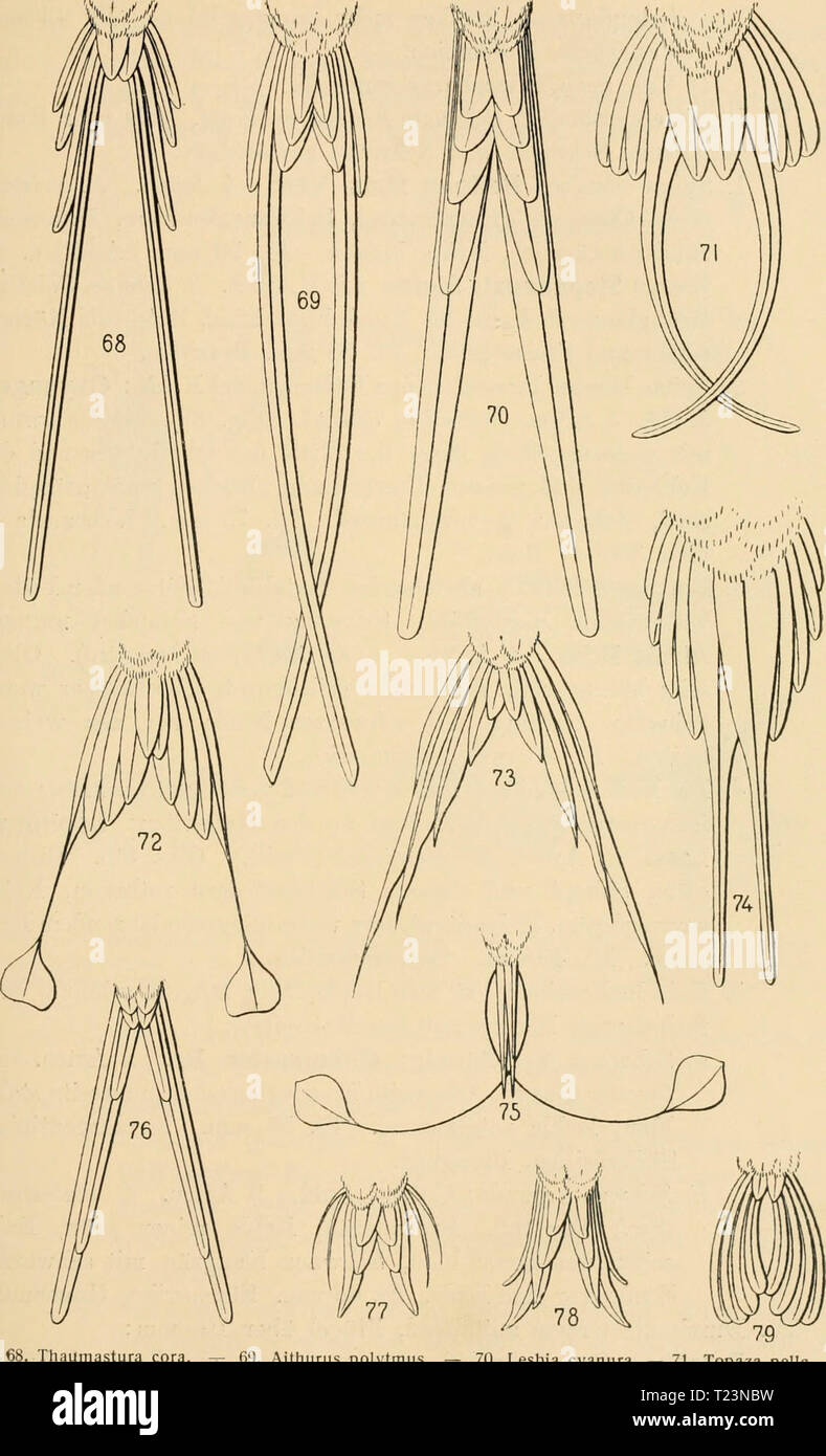Archive image from page 182 of Die Vögel; Handbuch der systematischen Die Vögel; Handbuch der systematischen Ornithologie  dievgelhandbuc02reic Year: 1913  Trocliilidae. Kolibris. 169 V I /.///    Thaumastura cora. — 69. Aithurus polytmus. — 70. Lesbia cyanura. — 71. Topaza pella. — 72. Discosura longicauda. — 73. Popelairea langsdorffi. — 74. Phaethornis yaruqui. — 75. Lod- digesia mirabilis. — 76. Doricha enicura. — 77. Chaetocercus mulsanti. — 78. Calothorax lucifer. — 79. Myrtis fanny. Stock Photo