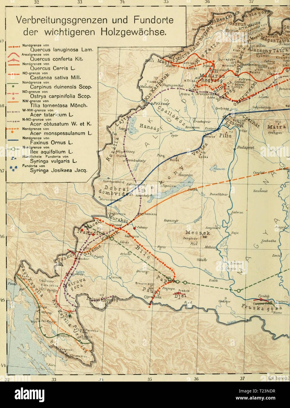 Archive image from page 183 of Die Verbreitung der forstlich wichtigen Die Verbreitung der forstlich wichtigen Bäume und Sträucher um ungarischen Staate  dieverbreitungde1913feke Year: 1913  Fekete-Blattny; Die Verbreitung der -forstlich wichtigen Bäume und Sträucher im ungarischen Staate. Verbreitungsgrenzen und Fundorte der wichtigeren Holzgewächse.   , Nordgrenze von Quercus lanuginosa Lam /**S Arealgpenze von .*i&gt; Quercus conferta Kit. 1 Nordgrenzo von Quercus Cenris L. ««»  NO-grenze von Castanea sativa Mill.  .  Nordgi • Carpinus duinensis Scop.     NO-grenze von , Ostrya carpinifoli Stock Photo