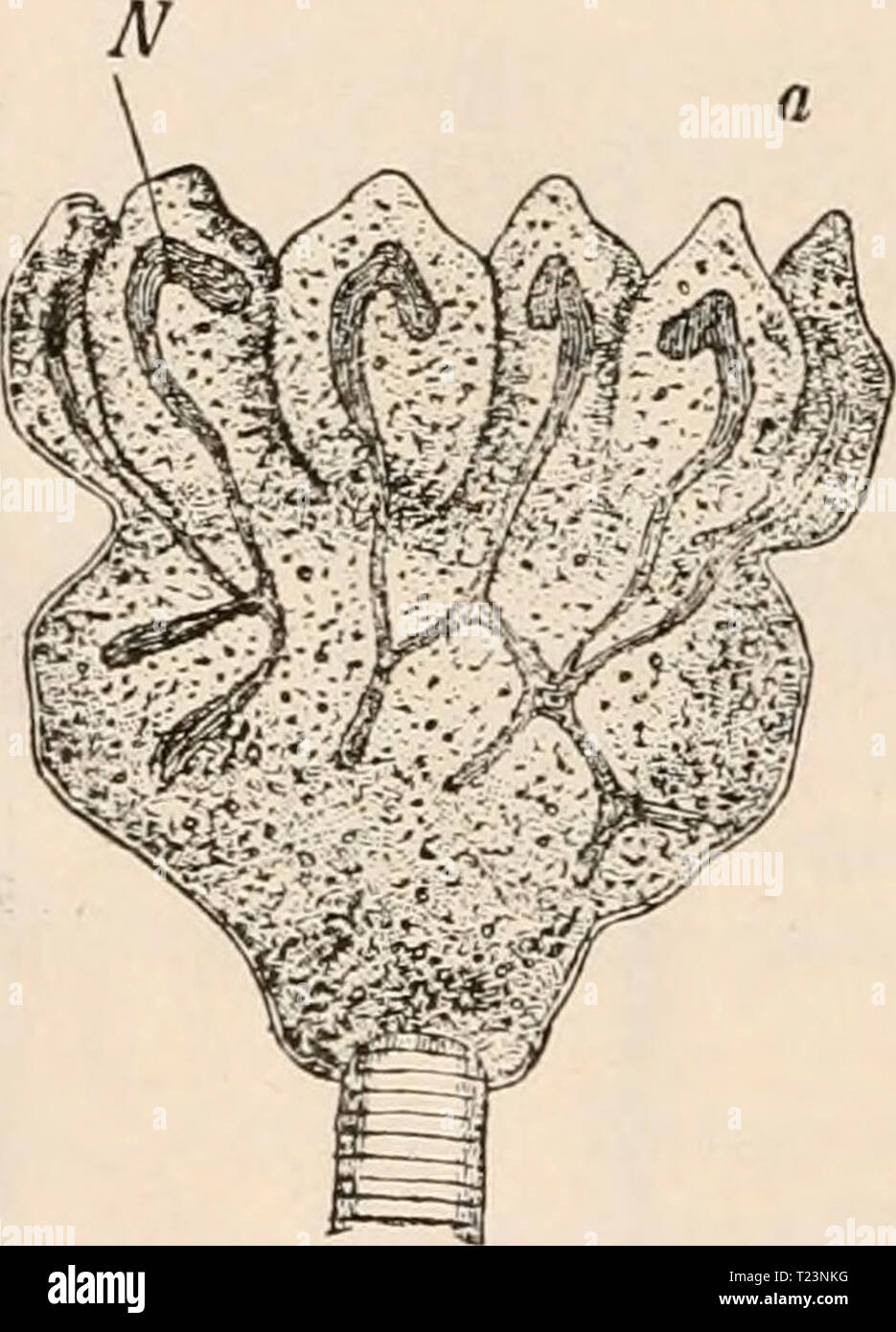 Archive image from page 187 of Die Zelle und die Gewebe Die Zelle und die Gewebe. Grundzüge der Allgemeinen Anatomie und Physiologie diezelleunddiege02hert Year: 1893-1898 Stock Photo