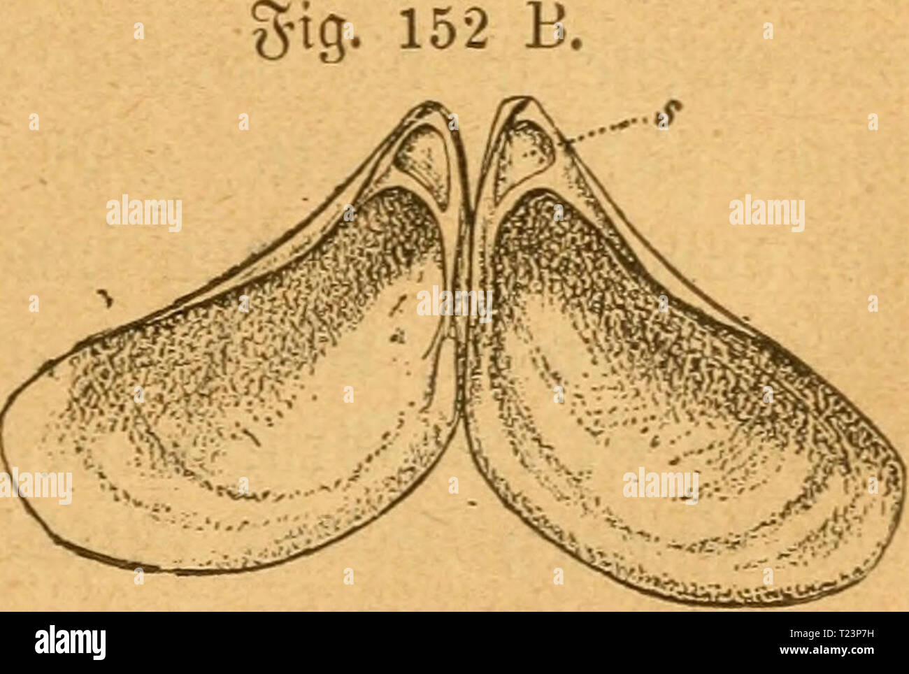 ana au high resolution stock photography and images alamy