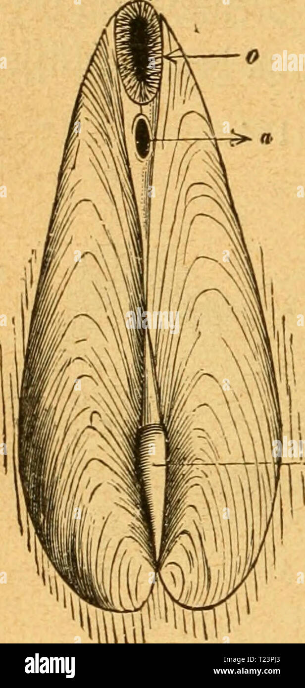 Archive image from page 199 of Die Weich- und Schaltiere gemeinfasslich Die Weich- und Schaltiere gemeinfasslich Dargestellt  dieweichundschal00mart Year: 1883  — 192 — ränber gan§ frei Wk Wi bm übrigen 5lrcaceen. Myopboria au§ bem TludjdMt unterfceibet fic ttur burdj bie äuf3erlid glatte @cf)ale öon Trigonia. 4.91egelmäigeäufd§eln ol)ntWantdhnt (Lucina- cea, Cardiacea, Integropalliata.) Sßejentlic gtet(!(ap))ig unb ungleidjfeitig, mit tüenigen jcarf beftimmten dIogjänen, gtüei u3!eleinbrücfert unb of)ne Wim-- telbudt. Tlit iüenigen 5lu§nat)men frei, nidjt llaffenb unb mit fig- 155. äußerem S Stock Photo