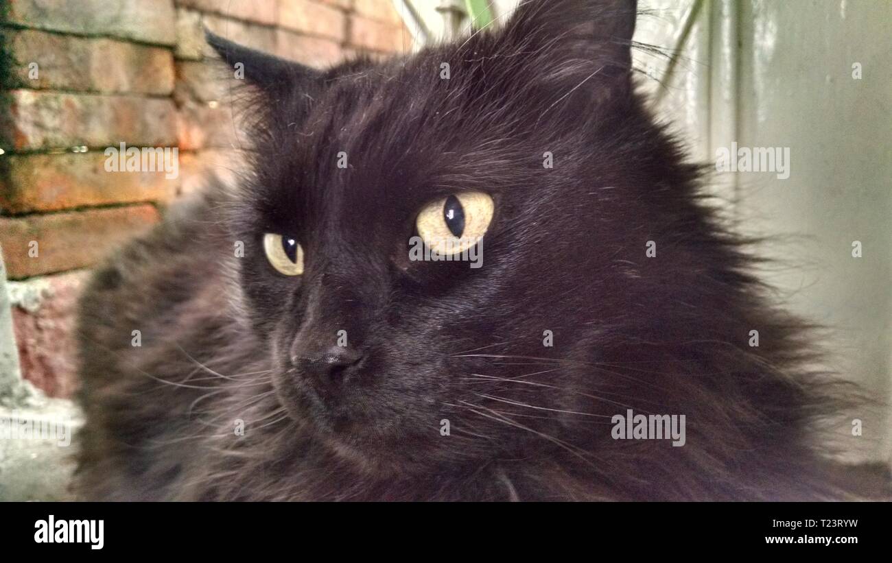 Furr Stock Photos & Furr Stock Images - Alamy
