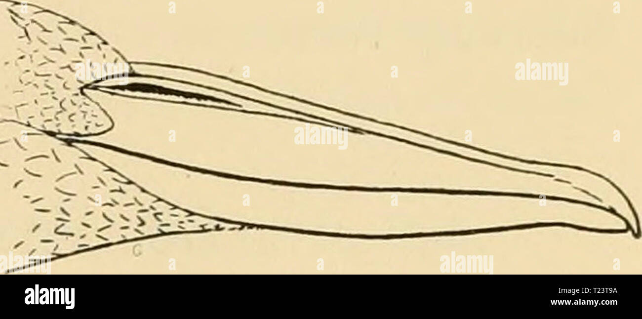 Archive image from page 262 of Die Vögel; Handbuch der systematischen Die Vögel; Handbuch der systematischen Ornithologie  dievgelhandbuc01reic Year: 1913  Balaenicipidae. Schuhschnäbel, 249 dritte und vierte oder dritte bis fünfte Schwinge am länsjsten. — Die Schattenv(itJ'el schliessen .sieh zunächst an die I])isse an, zeigen aber auch nahe Verwandtschaft mit 8tr)rclien und Reihern. Auch in der Lebensweise linden sich Eigenschaften dieser drei Familien neben man- chen Eigentümlichkeiten. 8ie sind wenig gesellig, leben paarweise in bewaldetem Gelände, wo sie an Wasserlachen und Flüssen mit ei Stock Photo