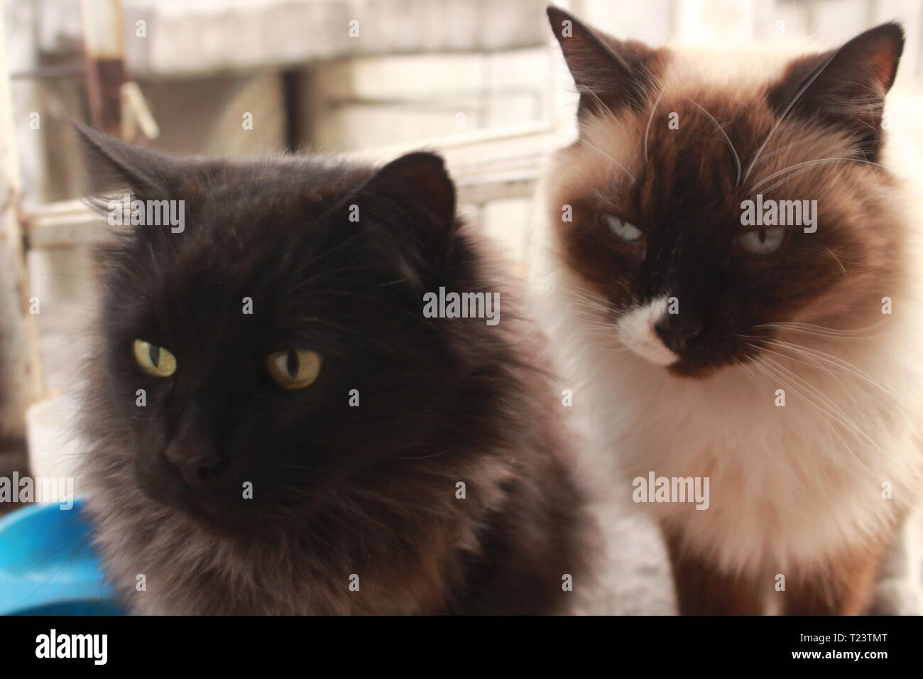 Black cat, brown cat Stock Photo Alamy