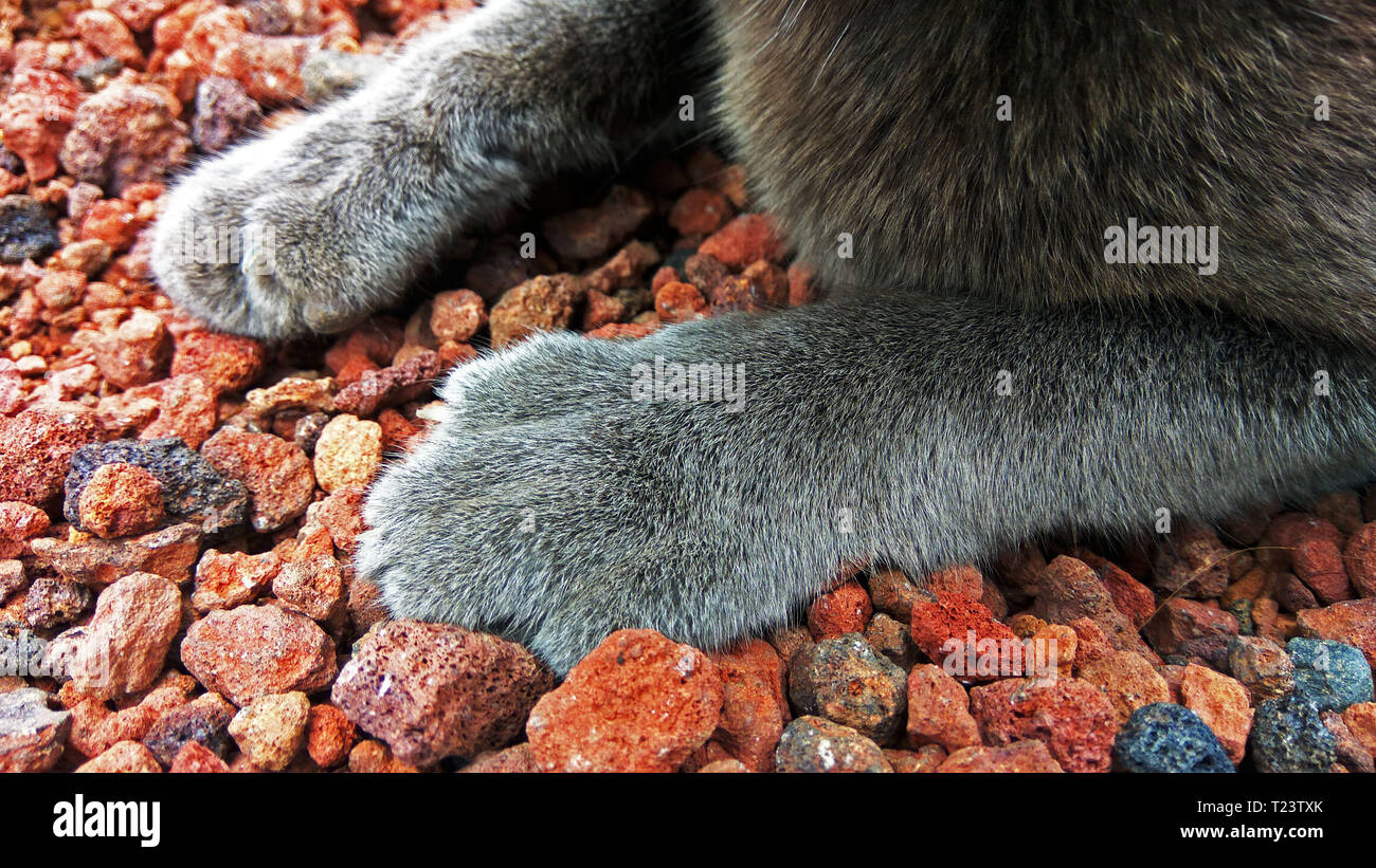 Gray paws Stock Photo