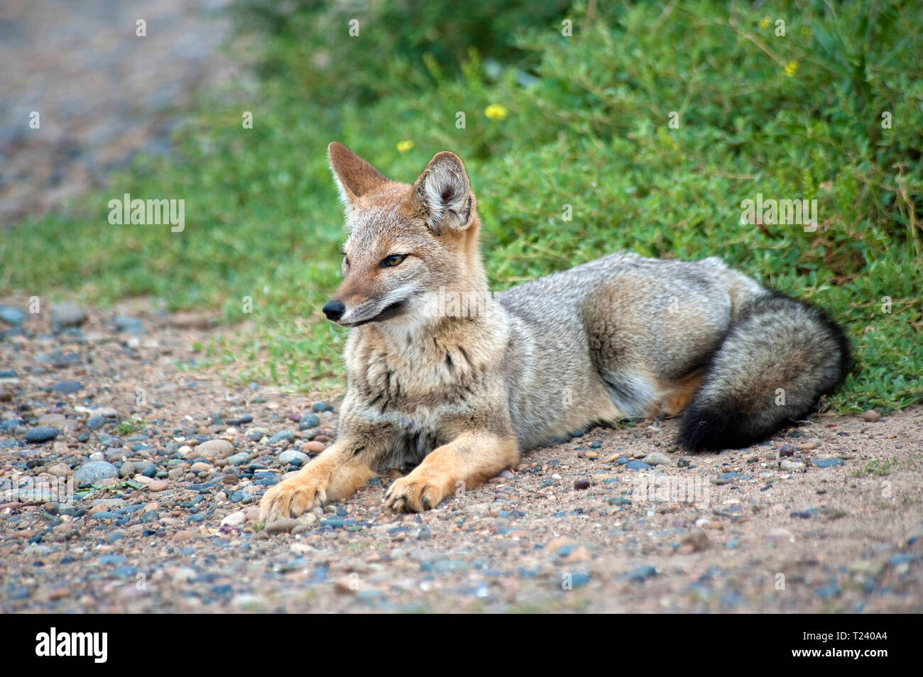 South American Gray Fox, Patagonian fox or Gray Zorro (Pseudalopex Griseus), Patagonia, Argentina Stock Photo