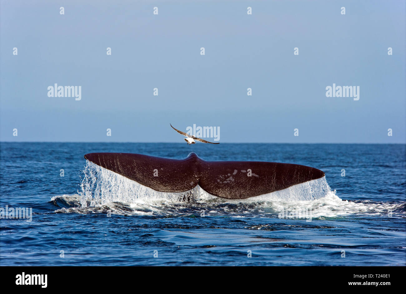 Southern Right Whale (Eubalaena australis), shows its fluke, descending, Valdes peninsula, Patagonia, Argentina Stock Photo