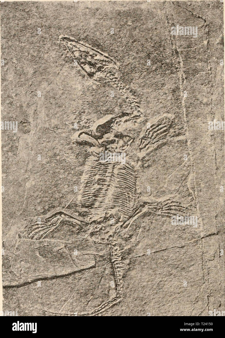 Archive image from page 505 of Die stämme der wirbeltiere (1919) Die stämme der wirbeltiere  diestmmederwir00abel Year: 1919  484 Die Stämme der Wirbeltiere. F. Nothosauridae. Die Nothosaurier zeigen zwar auch schon deutlich die ersten An- passungsstufen an das Wasserleben, aber die Gliedmaßen besitzen,    Fig. 382. Lariosaurus Baisami, Curioni (von der Bauchseite), aus dem Muschelkalk (mittlere Trias) von Perledo am Comersee. Original im Senckenberg- Museum zu Frankfurt a. M. Ungefähr J/2 nat- Gr- (Junges Tier.) (Nach F. Drevermann.) wie z. B. Lariosaurus Baisami (Fig. 382) zeigt, noch durcha Stock Photo