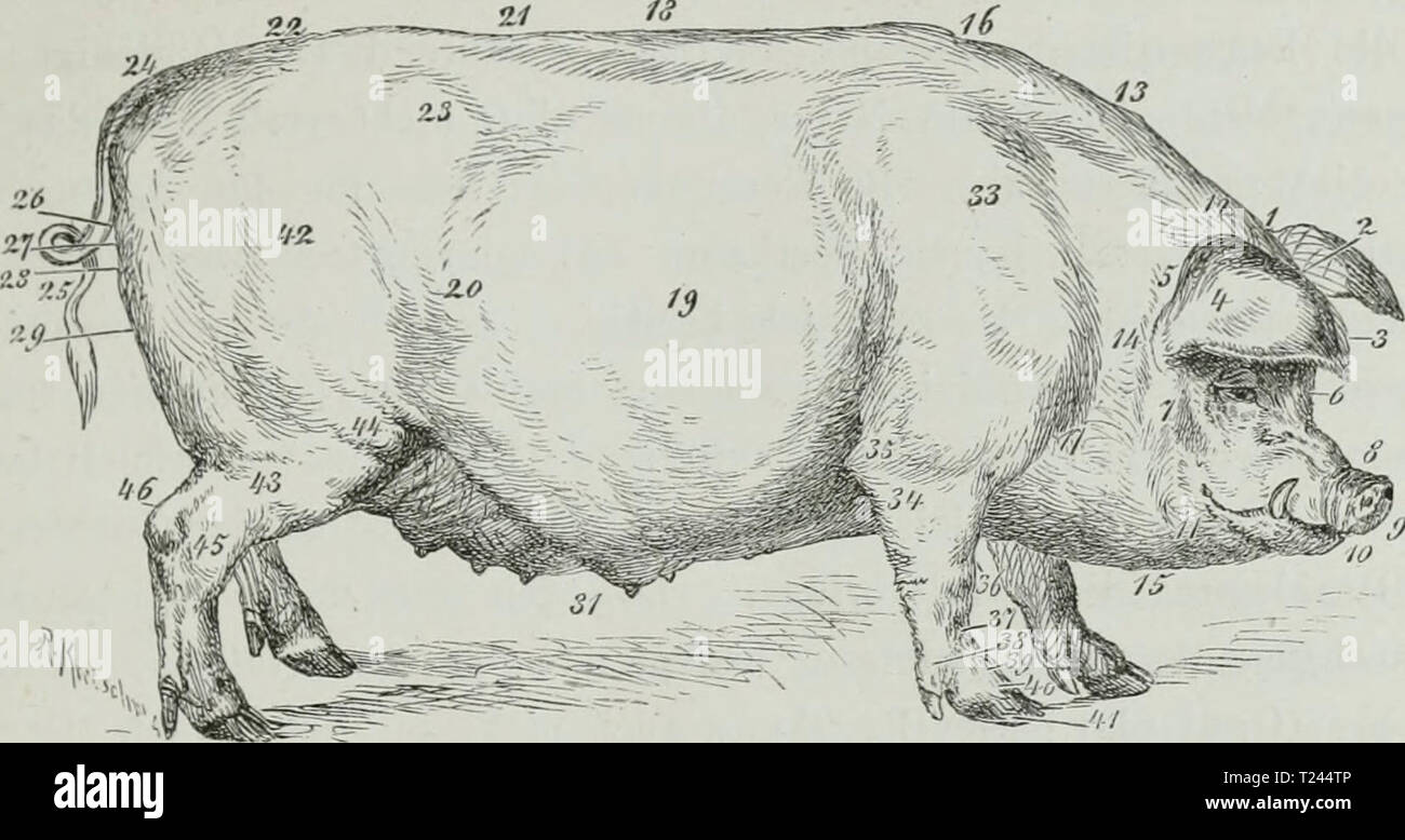 Kothe Stock Photos & Kothe Stock Images - Alamy