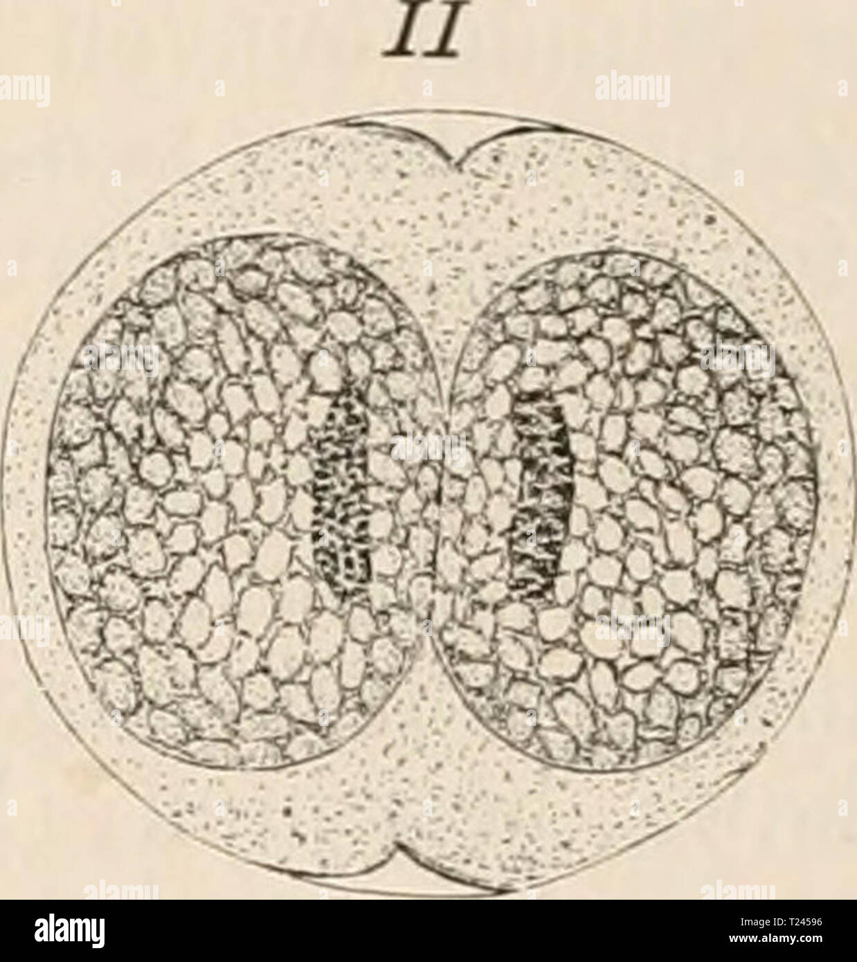Archive image from page 241 of Die Zelle und die Gewebe Die Zelle und die Gewebe. Grundzüge der Allgemeinen Anatomie und Physiologie diezelleunddiege02hert Year: 1893-1898 Stock Photo