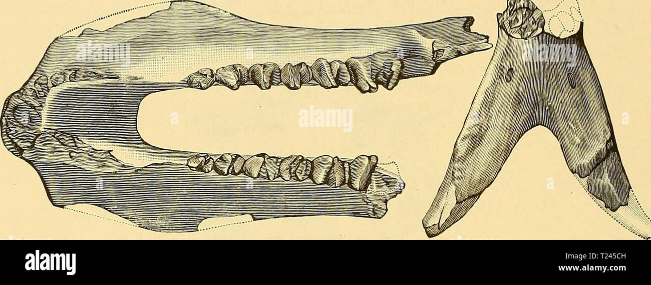 Archive image from page 243 of Dinocerata a monograph of Dinocerata : a monograph of an extinct order of gigantic mammals dinoceratamonogr00mars Year: 1886 220 DINOCERATA, TJintatherium flssidens, Cope, sp. Woodcuts: 196 and 197, below. Fir. 191. FiftURE 193.—Lower jaw of Uintatliernmiflssidens (after Cope); top view. Figure 107.—The same specimen; front view. Both, figures are two-lbirds natural size. The above fig-ures were made by a direct transfer from the original woodcuts cited below. Cope (Bathyopsis flssidens).—Bulletin of the U. S. Geological Survey of the Territories, Vol. VI, Stock Photo
