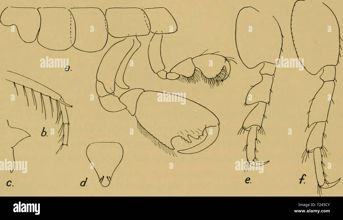 Uropod Rami Markings of the inner segments hi-res stock photography and images - Alamy