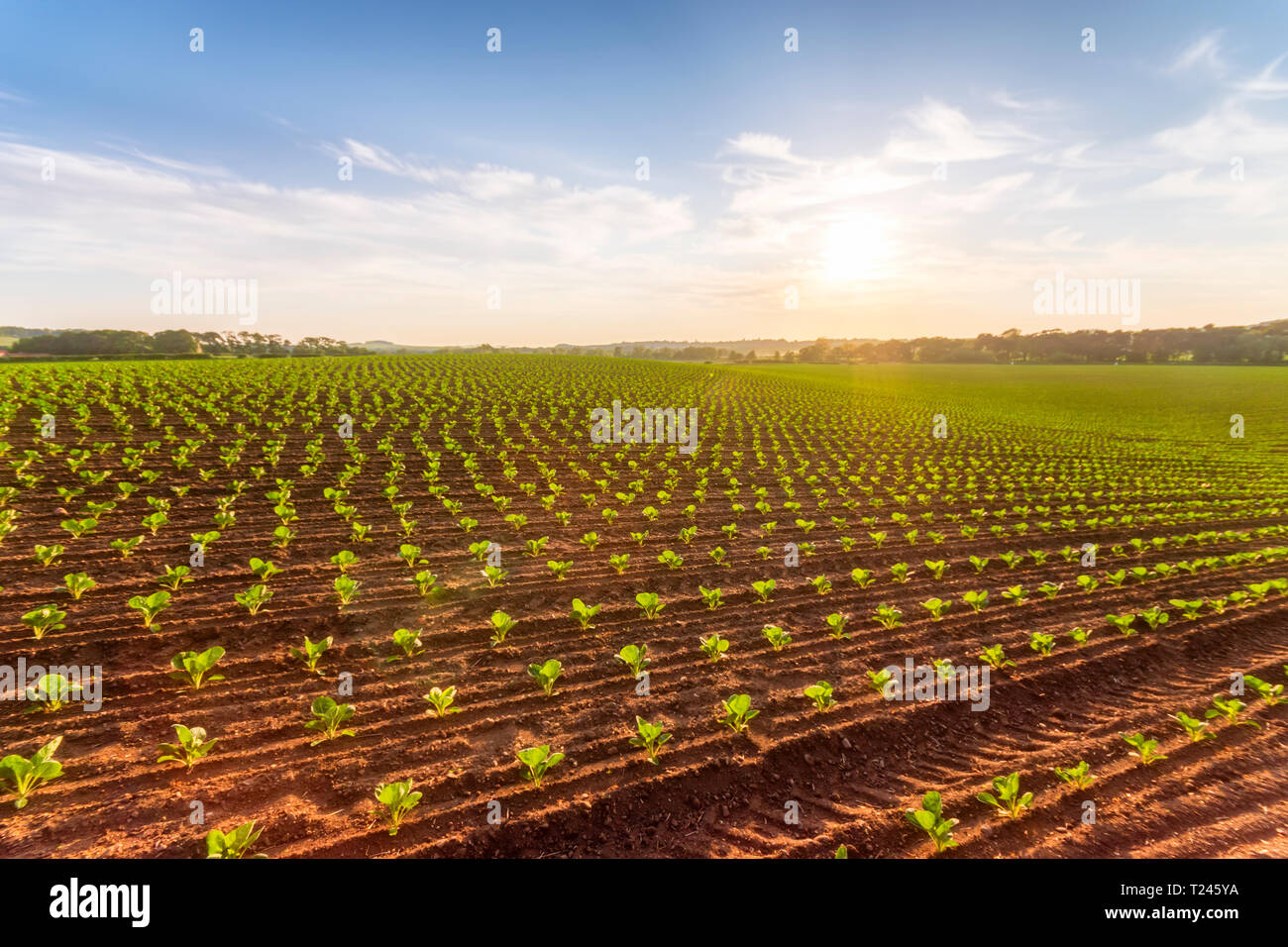 Field young cauliflower plants hi-res stock photography and images - Alamy