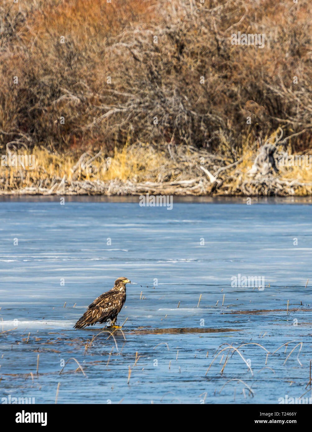 Immature Bald Eagle on the lake ice Stock Photo - Alamy