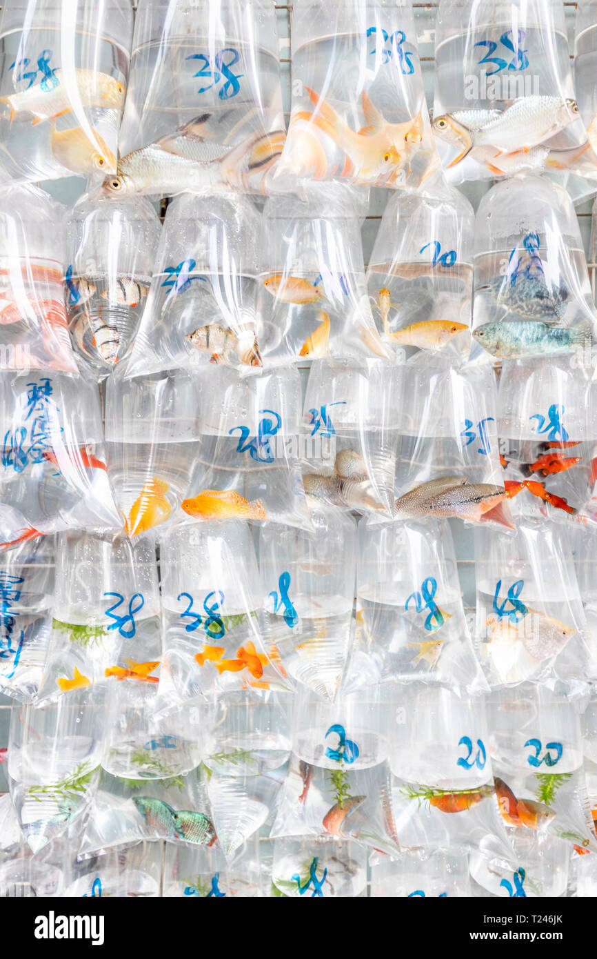 China, Hongkong, Goldfish Market, goldfish in plastic bags for sale Stock Photo
