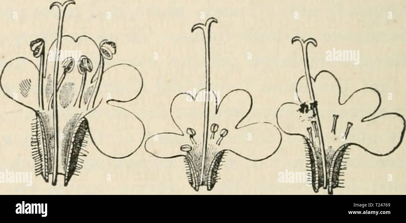 Archive image from page 313 of The different forms of flowers The different forms of flowers on plants of the same species  differentformsof01darw Year: 1877  302 GYNO-DICECIOUS PLANTS. Chap. VII. female plant were to those from the hermaphrodite as 100 to 56 in weight. If the relative weight of the seeds from an equal number of flower-heads from the two forms be compared, the ratio is as 100 for the female to 45 for the hermaphrodite form. TJiyinus vulgaris.—The common garden thyme re- sembles in almost every respect T. serpyllum. The same slight differences between the stigmas of the two for Stock Photo
