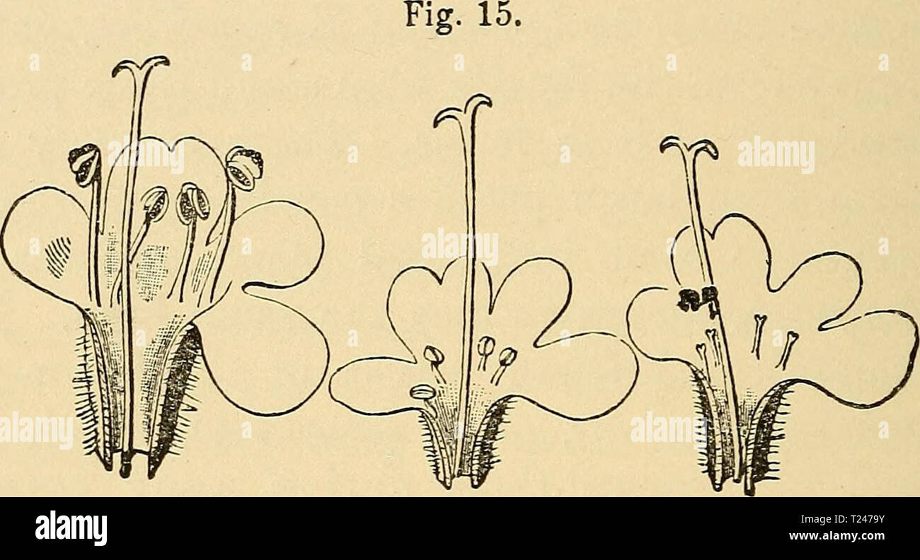 Archive image from page 317 of The different forms of flowers The different forms of flowers on plants of the same species  differentformsof00darw Year: 1897  302 GYNO-DICECIOUS PLANTS. Chap. VII. female plant were to those from the hermaphrodite as 100 to 56 in weight. If the relative weight of the seeds from an equal number of flower-heads from the two forms be compared, the ratio is as 100 for the female to 45 for the hermaphrodite form. Tht/mus vulgaris.—The common garden thyme re- sembles in almost every respect T. serpyllum. The same slight differences between the stigmas of the two form Stock Photo