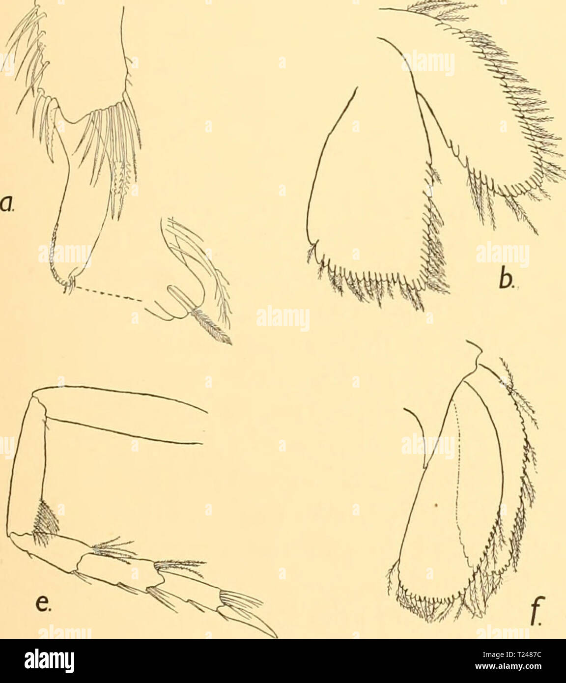 Archive image from page 350 of Discovery reports (1933) Discovery reports  discoveryreports07inst Year: 1933  DESCRIPTION OF SPECIES 289 distance beyond the outer, and with its rounded extremity fringed with delicate hairs. The exopod of the uropod is shorter than the endopod; the latter is broad, with its distal end obliquely truncated, and with the inner angle rounded and the outer pointed and slightly produced (Fig. 4 b). Colour. Pale brown, becoming darker in the middle of the body, with dark brown or black spots which vary considerably in number and size in different specimens. Distributi Stock Photo