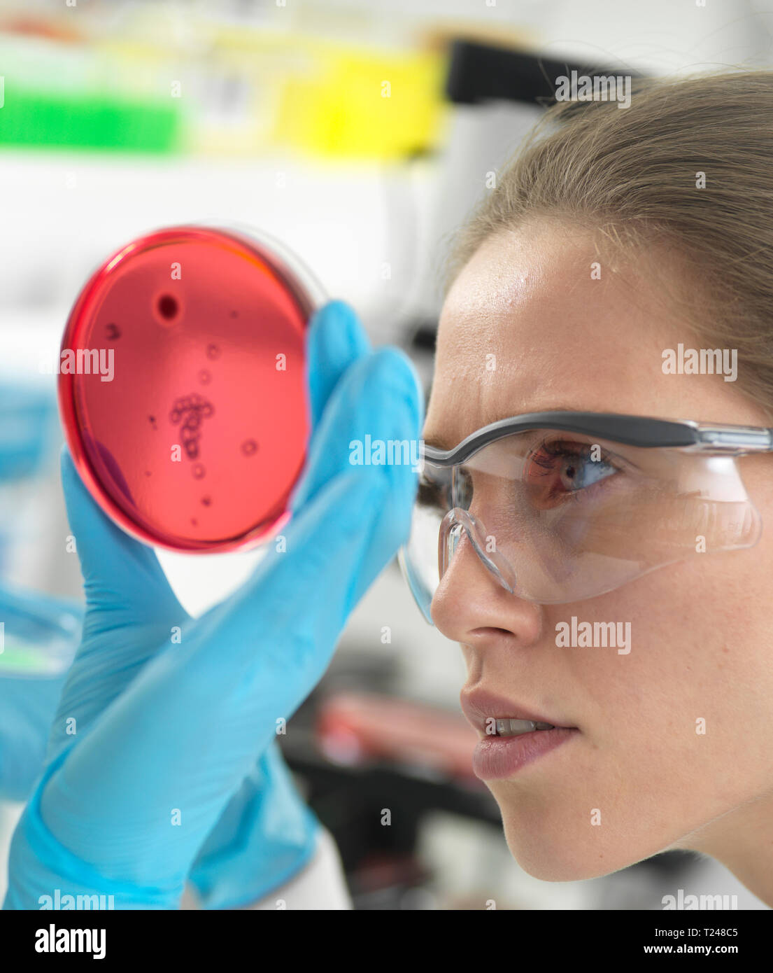 Scientist examining cultures growing in petri dishes in the laboratory ...