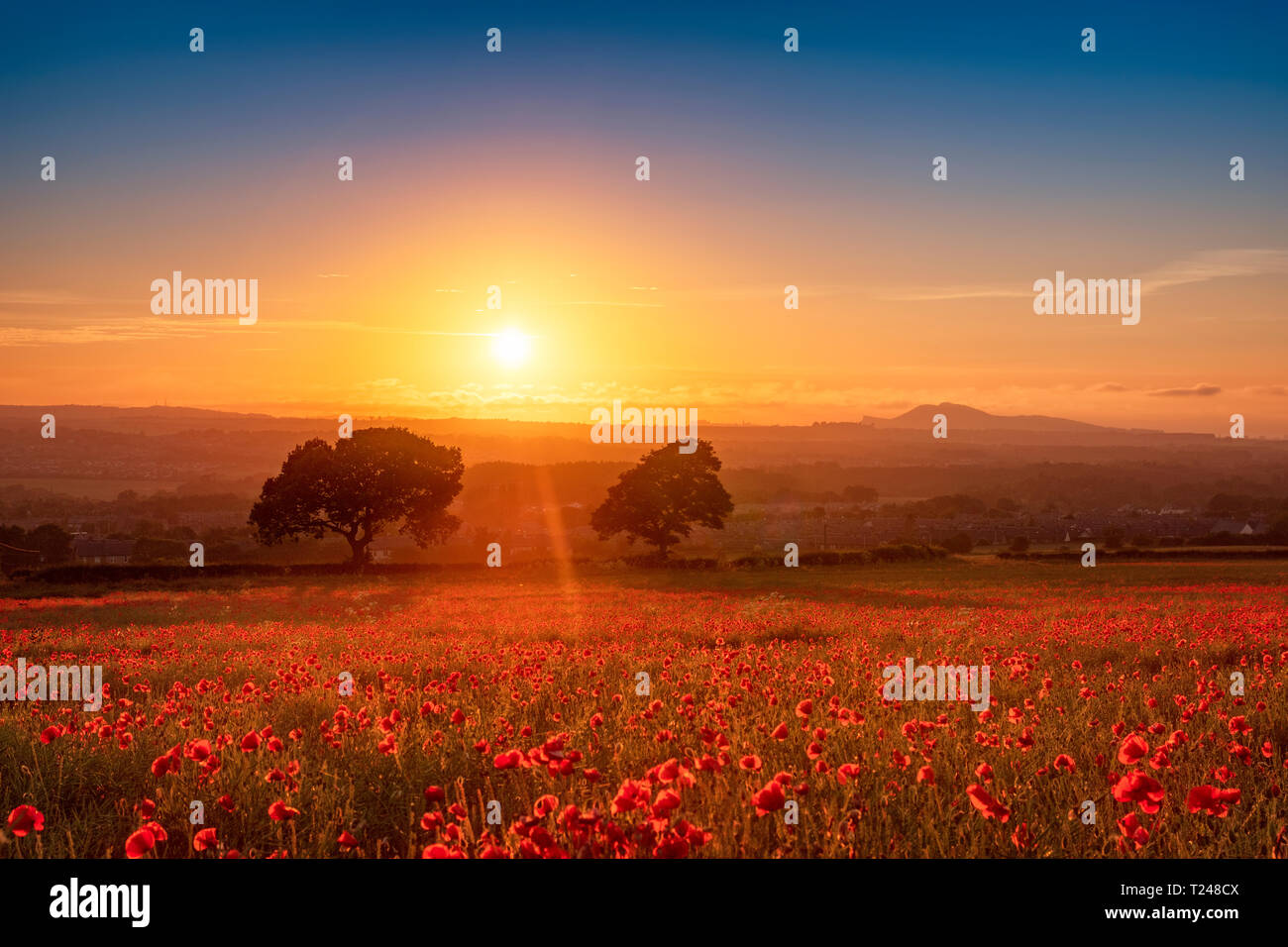 UK, Scotland, Midlothian, Poppy field at sunset Stock Photo