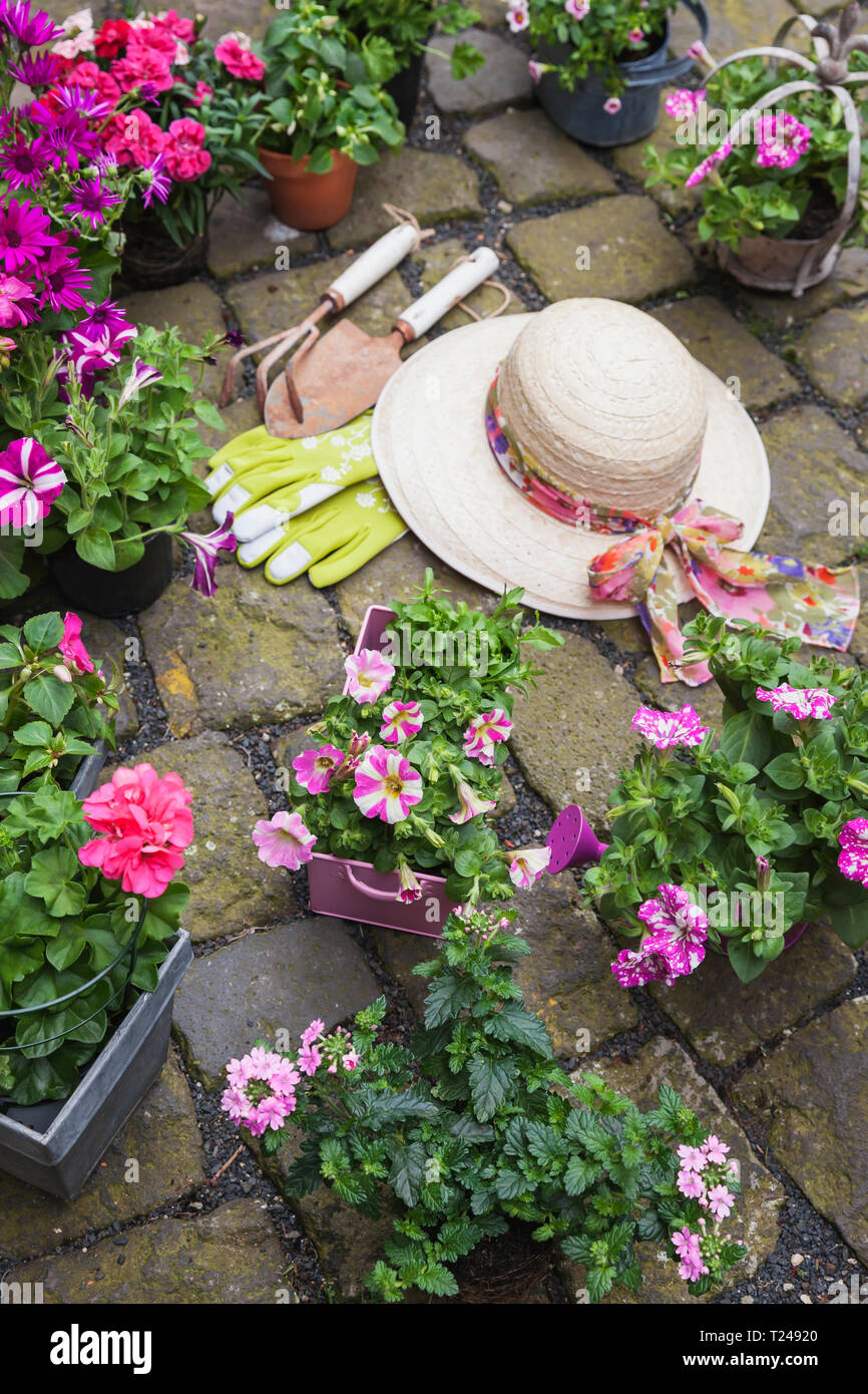 Various potted spring and summer flowers, straw hat, gardening tools and gloves on cabblestone pavement Stock Photo