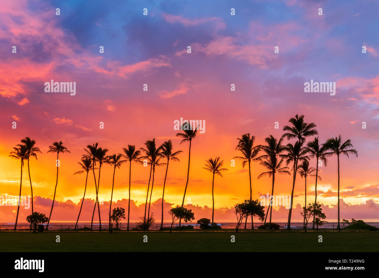 USA, Hawaii, Kauai, Pacific Ocean, Kapa'a Beach Park, palms at sunrise ...