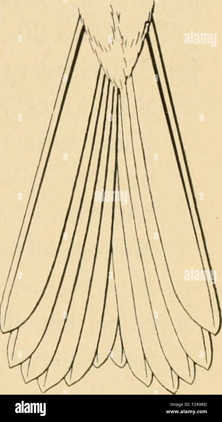 Archive image from page 440 of Die Vögel; Handbuch der systematischen Die Vögel; Handbuch der systematischen Ornithologie  dievgelhandbuc02reic Year: 1913  Fringillidae. Finken. 427 weiss, am Ende dunkelbraun, mit rosenroten Aussensäumen. Jj. KiO, Fl. lOö mm. Mittelasien. Rhodospiza Sharpe. Von Erytlirospiza durch geraden, scliwärz- lichen Schnabel mit gerader, nicht gebogener Firstenlinie und tiefer aus- gerandeten Schwanz unterschieden. 1 Art. h'h. obsoleUi (Lcht.), Sandfarben, Schnabel schwarz umsäumt, Bauch und Steiss weiss. Schwingen an der Wurzel der Innenfahne weiss, Hand- schwingen mit Stock Photo