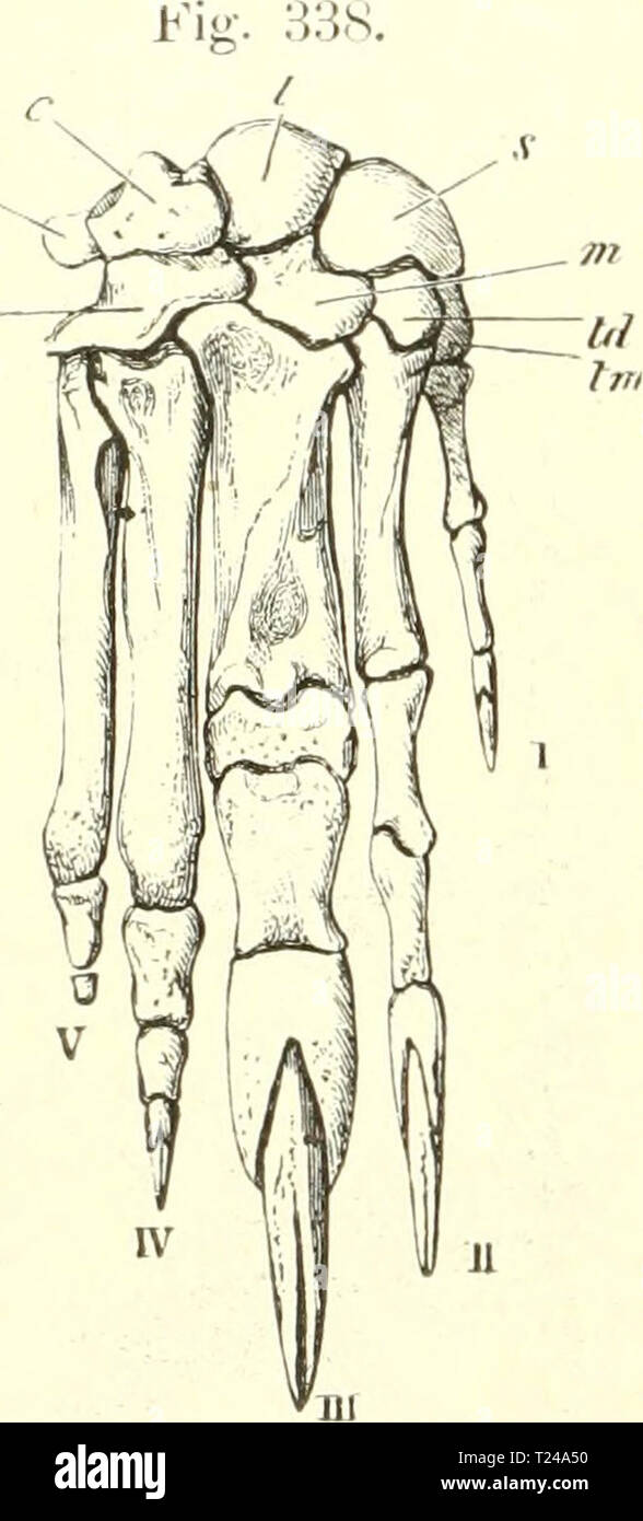 Archive image from page 457 of Die säugetiere Einführung in die Die