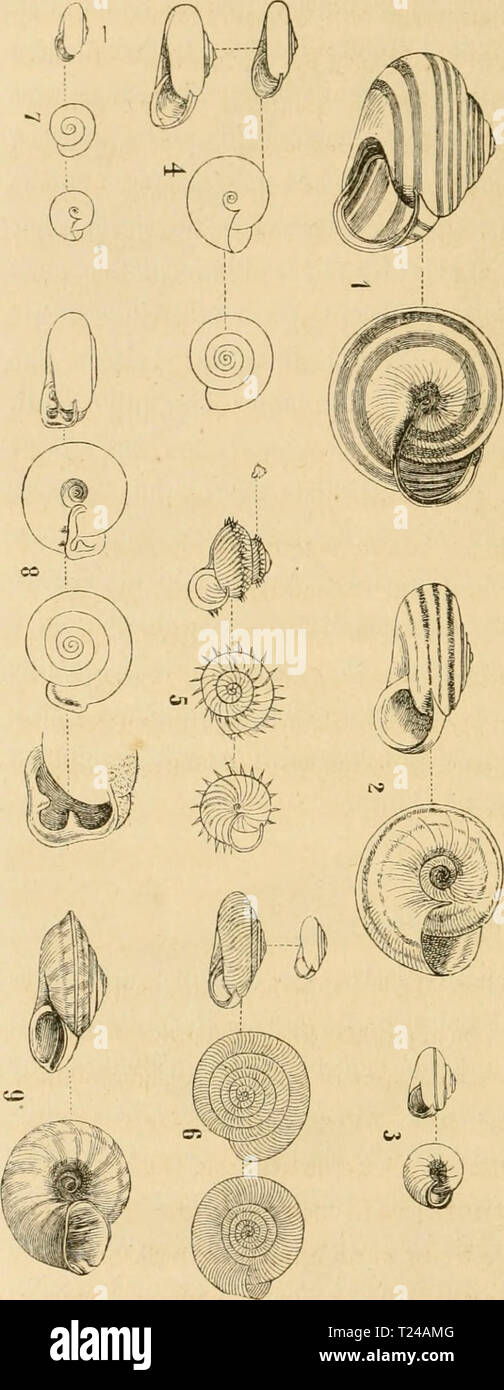 Archive image from page 475 of Die thiere des waldes (1864) Die thiere des waldes  diethieredeswald00breh Year: 1864  454 m- â¢â 'i-    1. Helix nemoralis L. â '2. II. eiicetoruni MÃ¼ll. â 3. H. candidula Studer. â 4. H. cellaria L. â 5. H. aculeata M. (toergv.) â 6. H. rotundata M. (Ã¶crv.) â 7. H. pygmaea Dr. (Ã¶ergr.) â 8. H. holoserica Stud. vcd;ts5 btc Ã¼ergr. aJiÃ¼nbung. â 9. H. lapicida L- 3)iel;v im ÂÃ¼bweften ion cutfd;= lanb ju Â§aufe, Jrio fie nvie bem 33Dben auf trautem imb 9xafcn lebt; liebt tparme Vage, ift aber nur am felr frÃ¼l;en DJZorgen munter unb Ã¤ngt am Xage meift ftiÃ¼ a Stock Photo