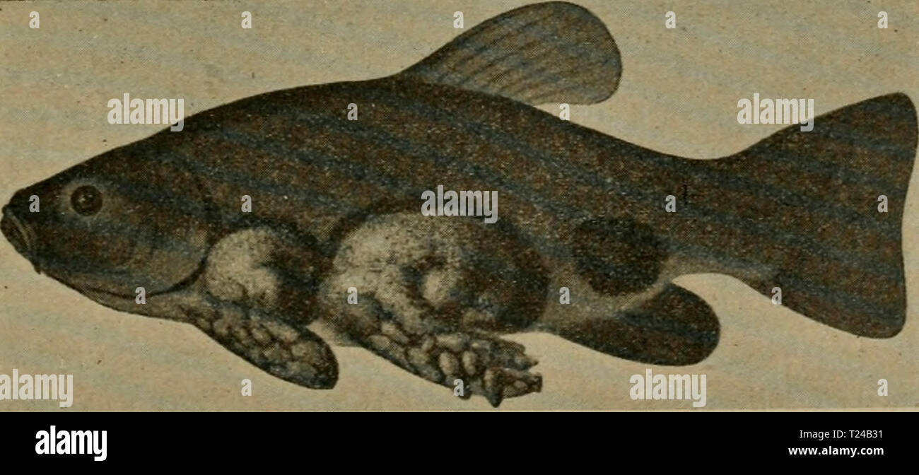 Page 6 Tinea High Resolution Stock Photography And Images Alamy