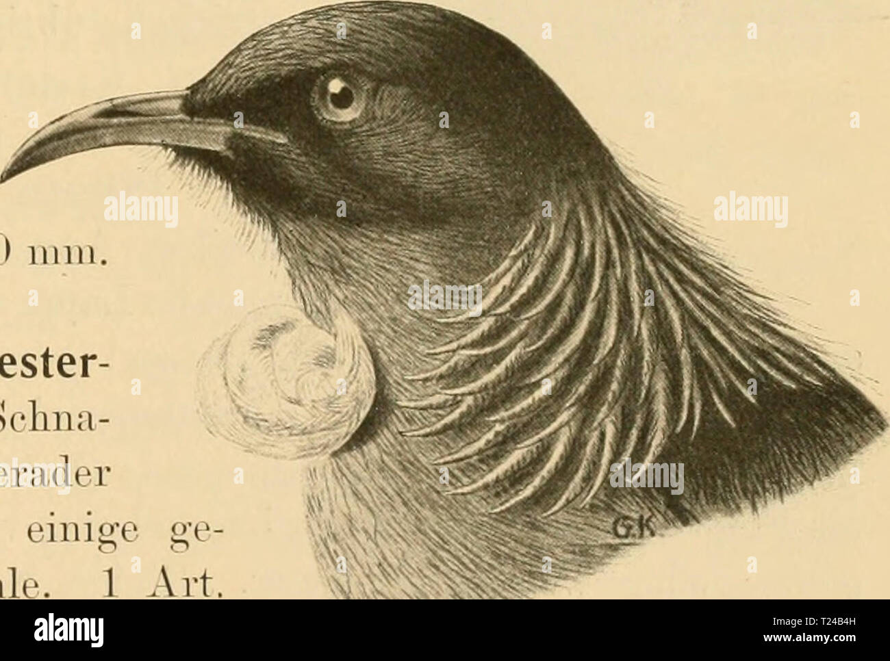 Archive image from page 488 of Die Vögel; Handbuch der systematischen Die Vögel; Handbuch der systematischen Ornithologie  dievgelhandbuc02reic Year: 1913  Meliphagidae. Honigsaugei-, 475 Meliphaga Lewin. Augengegend und Zügel nackt, warzig; Sclmalel kürzer als Mittel/ehe ; Nasenlöcher rundlich, den Schnahel durchbohrend ; stufig gerundeter Schwanz kürzer als Flügel, 1 Art. M.phrtjgia (Latli.). Kü])f, Hals, Rücken und Flügel schwarz, Rücken- und Flügelfedern gelhlichweiss umsäumt, Federn des Unterkörpers weiss, schuppenartig sclnvarz umsäumt, Steiss und äussere Schwanzfedern gelhlichweiss. L.  Stock Photo