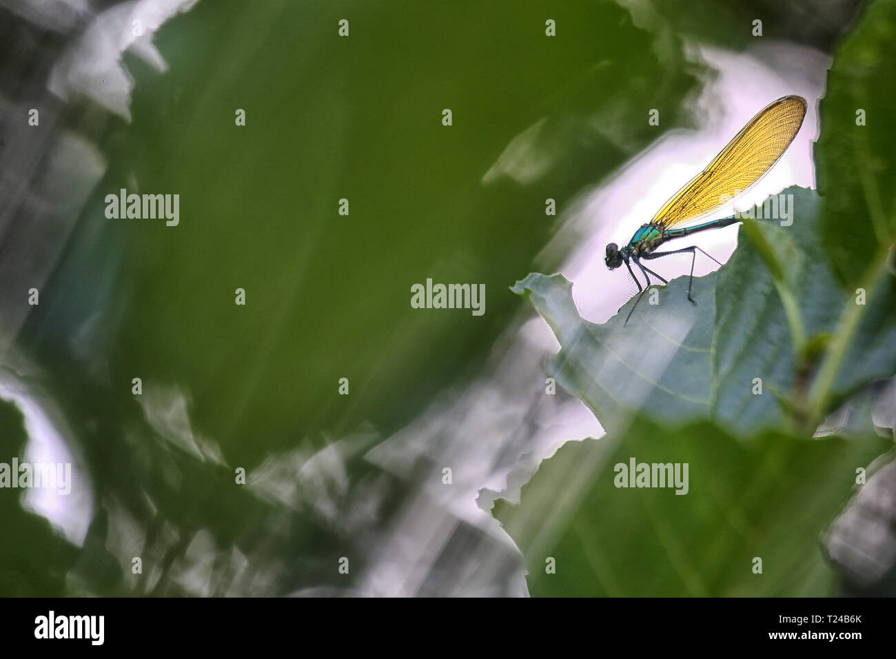 Dragonfly on leaf Stock Photo